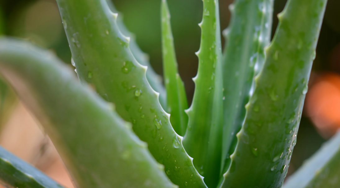 La sábila o el aloe vera