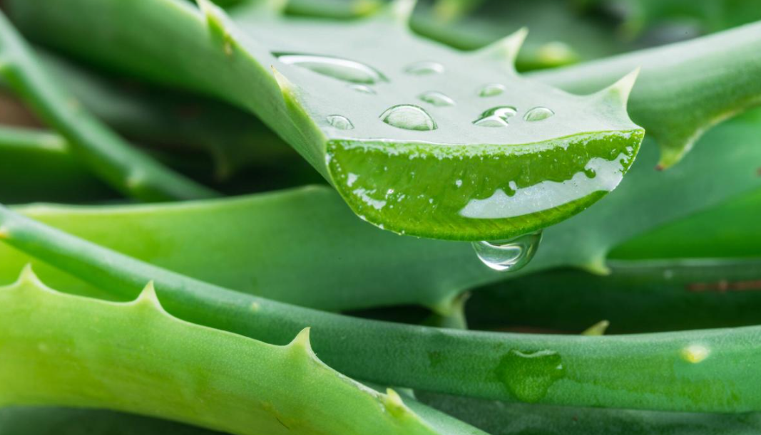 La sábila o el aloe vera